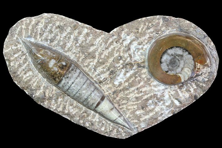 Fossil Goniatite & Orthoceras Display #77213